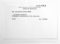 Phaeosphaeria fuckelii image